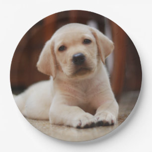 Plato De Papel Labrador amarillo bebé Perro picado tendido sobre