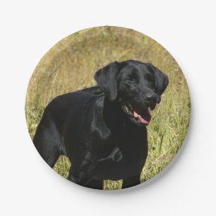 Plato De Papel labrador-retriever-25.jpg