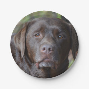 Plato De Papel Labrador retriever adorable del chocolate