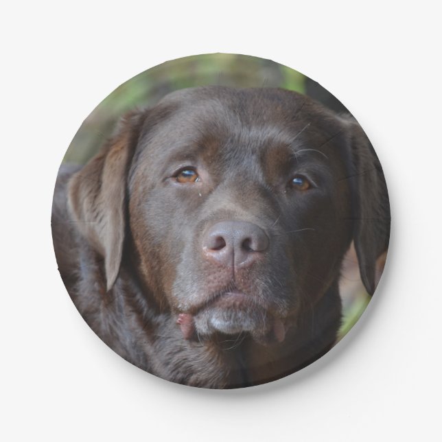 Plato De Papel Labrador retriever adorable del chocolate (Anverso)