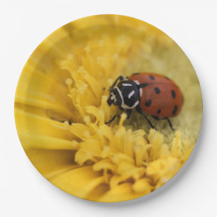 Plato De Papel Lady bug