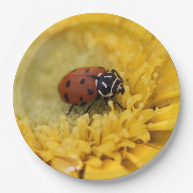 Plato De Papel Ladybug (Anverso)