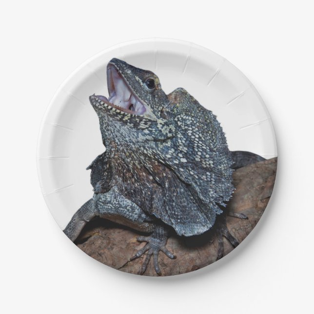 Plato De Papel lagarto del Frilled-cuello (Anverso)