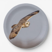 Lechuza de corta duración en las praderas de Shawa