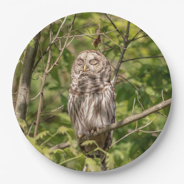 Plato De Papel Lechuza Sleepy Barred (Anverso)