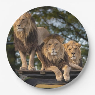 Plato De Papel Leones