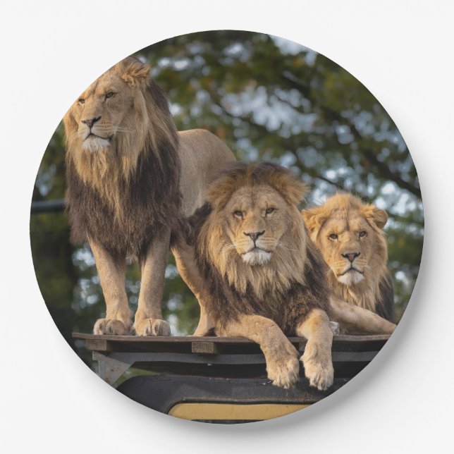 Plato De Papel Leones (Anverso)