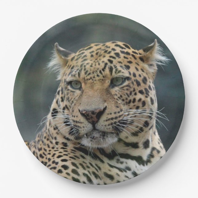 Plato De Papel Leopard 006 (Anverso)