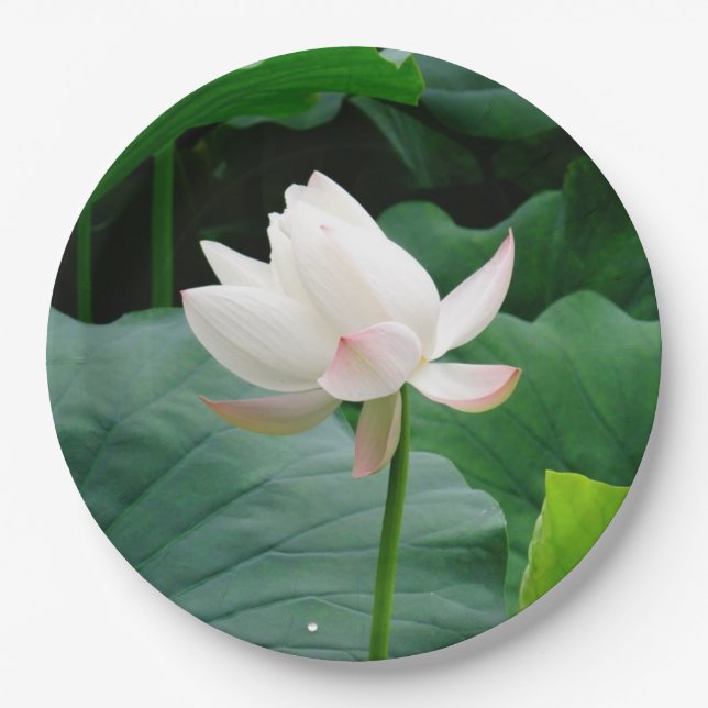 Plato De Papel Lirio de agua blanca (Anverso)