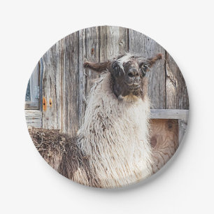 Plato De Papel Llama delante de un granero