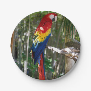 Plato De Papel Loro imponente del Macaw del escarlata
