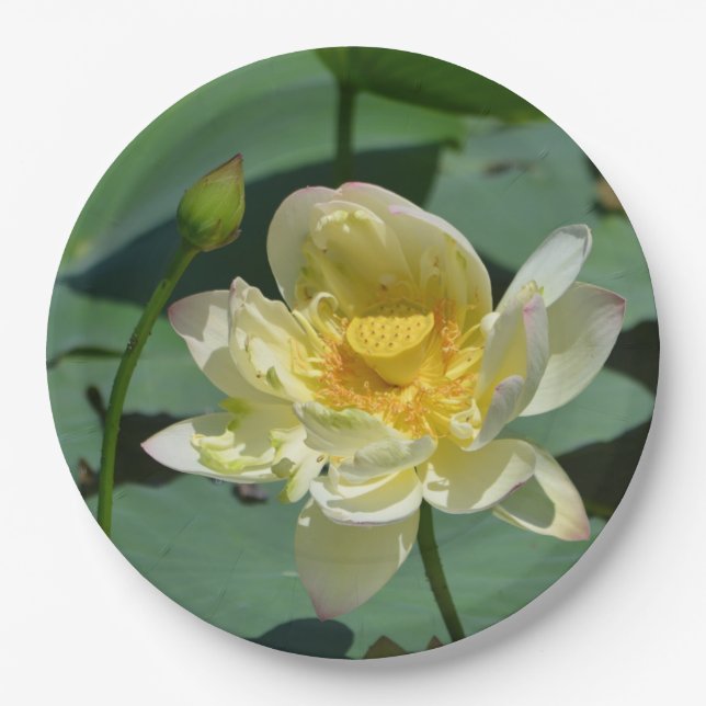 Plato De Papel Lotus Blossom (Anverso)