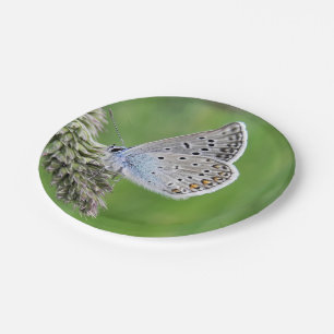 Plato De Papel Mariposa Azul Común en Césped
