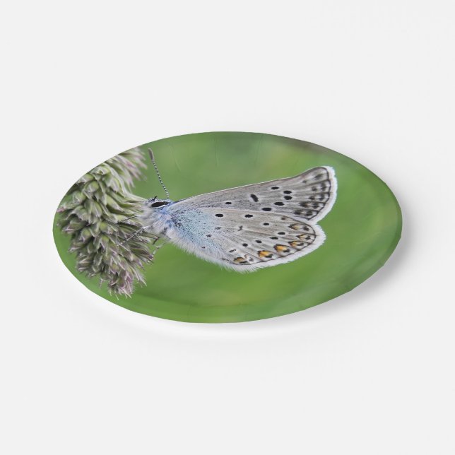 Plato De Papel Mariposa Azul Común en Césped (Angular)