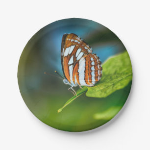 Plato De Papel Mariposa rayada blanca y Naranja