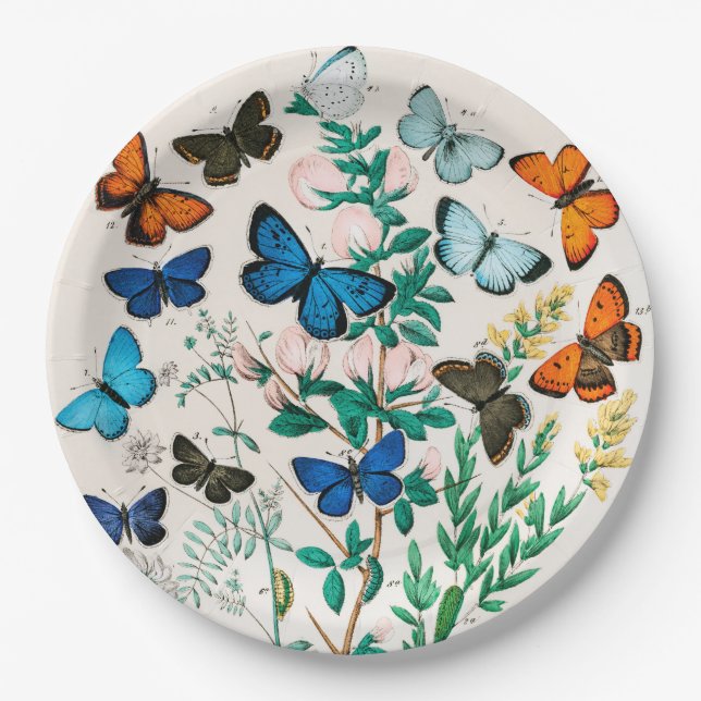 Plato De Papel Mariposas, orugas de William Forsell Kirby (Anverso)