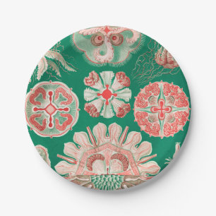 Plato De Papel Marisco, Discomedusae de Ernst Haeckel