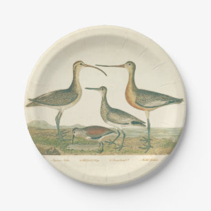 Plato De Papel Marsh Bird Curlew Snipe Birding