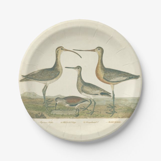 Plato De Papel Marsh Bird Curlew Snipe Birding (Anverso)