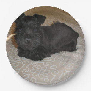 Plato De Papel mini perrito del schnauzer