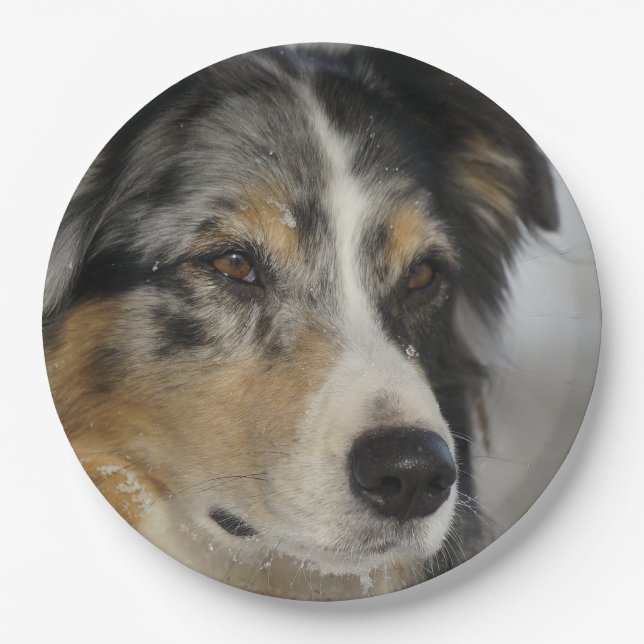 Plato De Papel Miniature American Shepherd Blue Merle segundo (Anverso)