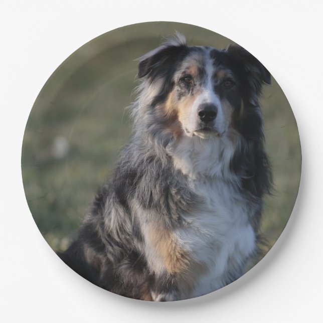 Plato De Papel Miniature American Shepherd Blue Merle Sitting (Anverso)