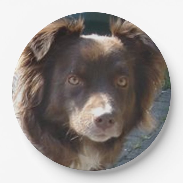 Plato De Papel Miniature American Shepherrd Red Tri (Anverso)