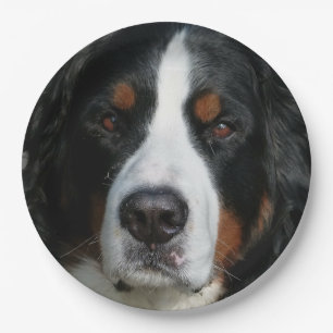 Plato De Papel montaña bernese dog.png