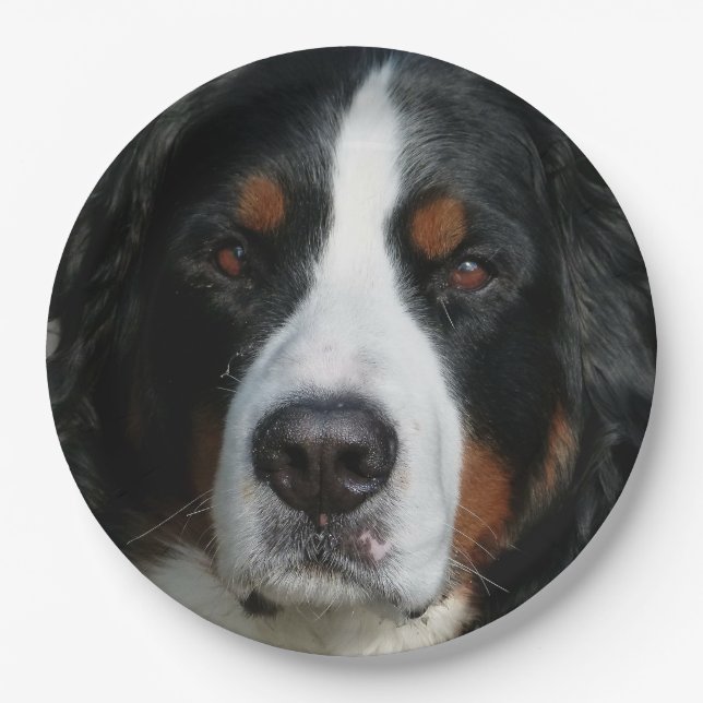 Plato De Papel montaña bernese dog.png (Anverso)