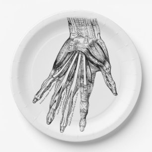 Plato De Papel Músculos médicos del dibujo del vintage de la ma