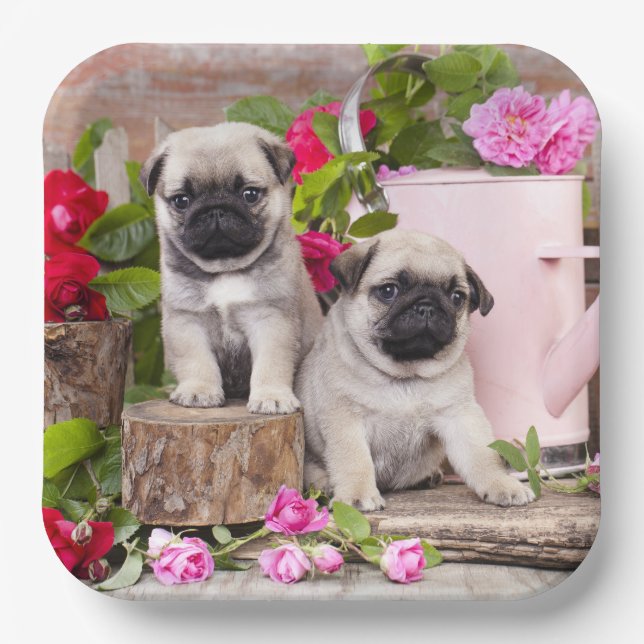 Plato De Papel Nacimiento Dulce Bebé Pugs Fiesta Floral (Anverso)