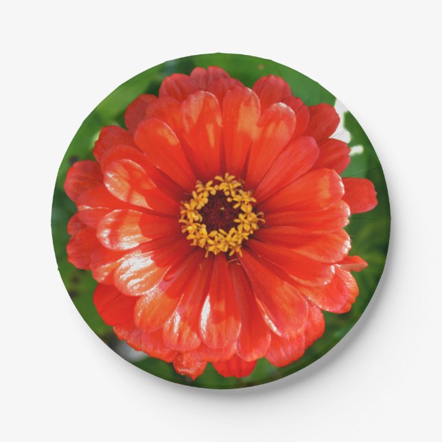 Plato De Papel Naranja Zinnia (Anverso)