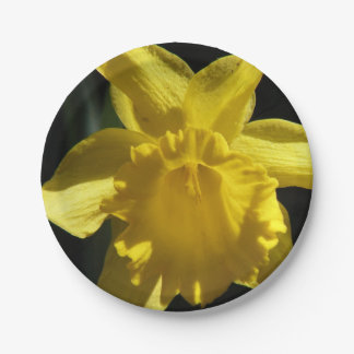 Plato De Papel Narciso perfecto