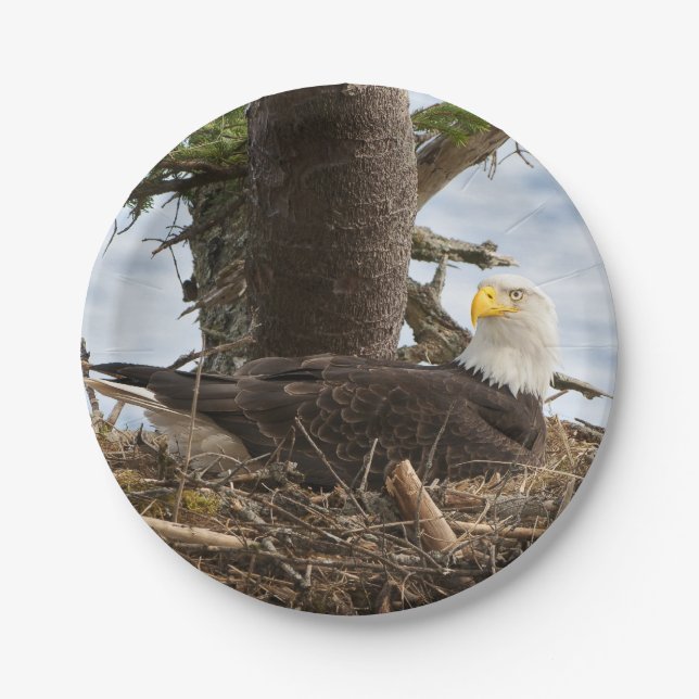 Plato De Papel Nesting Bald Eagle (Anverso)