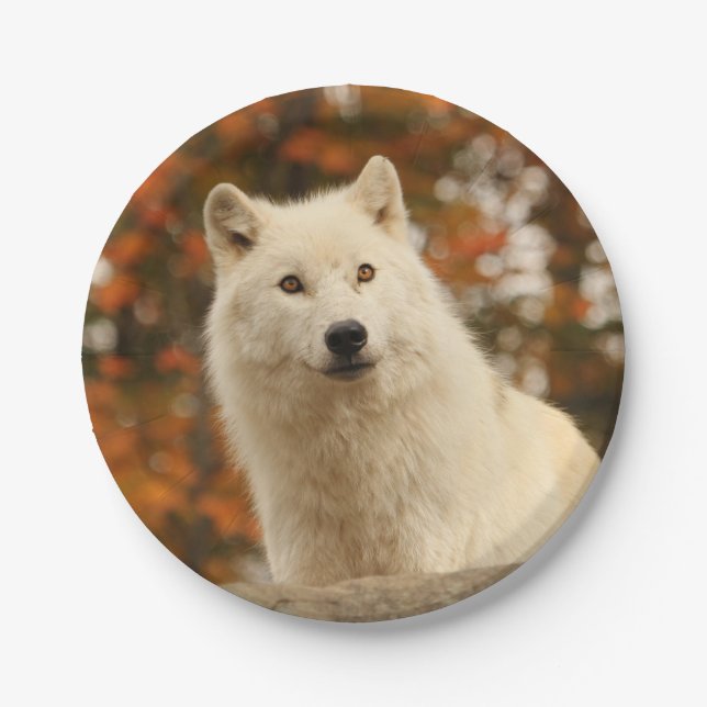 Plato De Papel Optimismo (Anverso)