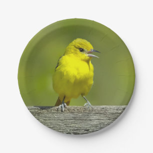 Plato De Papel Orchard Oriole - Foto original
