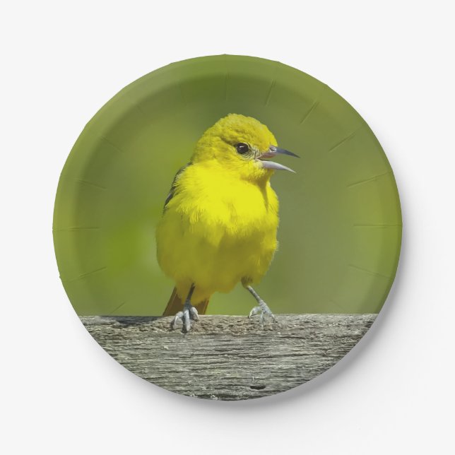 Plato De Papel Orchard Oriole - Foto original (Anverso)