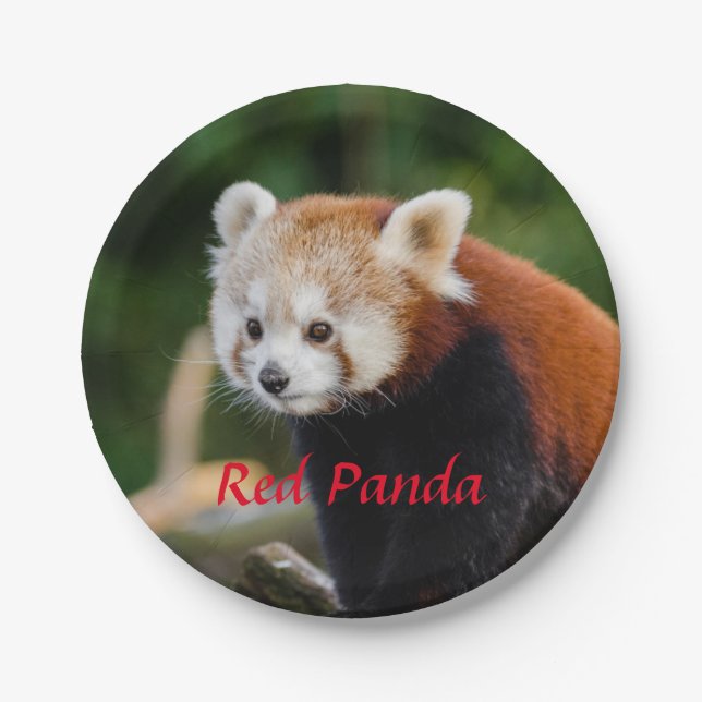 Plato De Papel Oso Panda Rojo (Anverso)