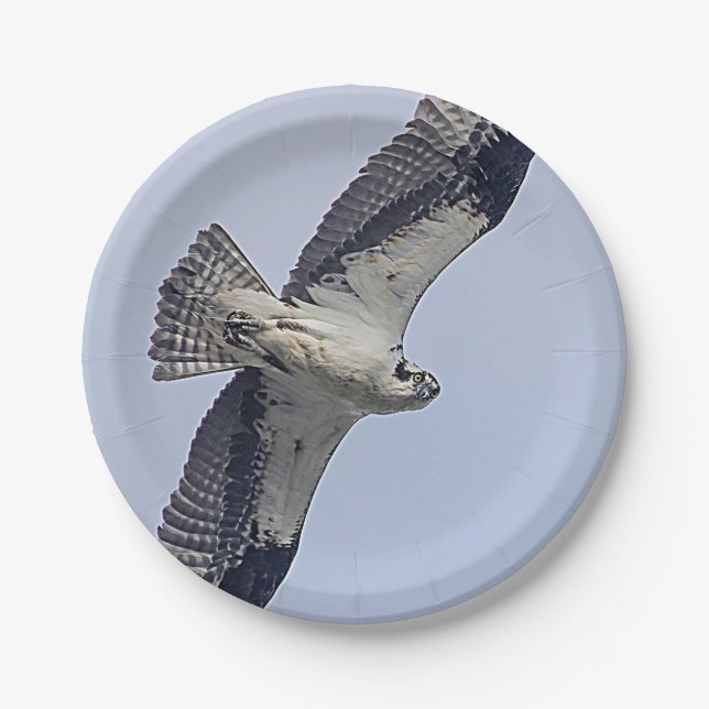 Plato De Papel Osprey en vuelo (Anverso)