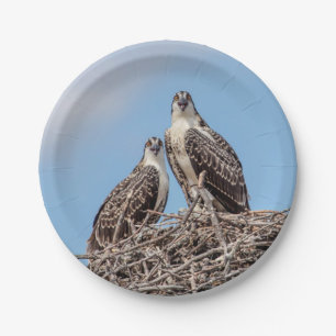 Plato De Papel Osprey juvenil en el nido