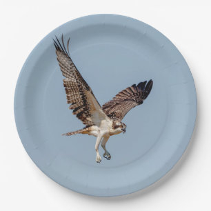 Plato De Papel Osprey juvenil en vuelo