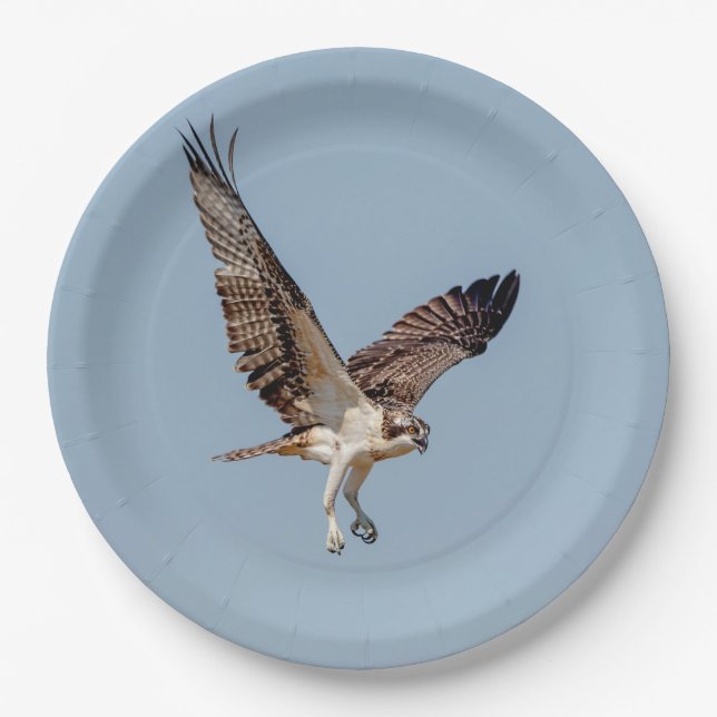 Plato De Papel Osprey juvenil en vuelo (Anverso)