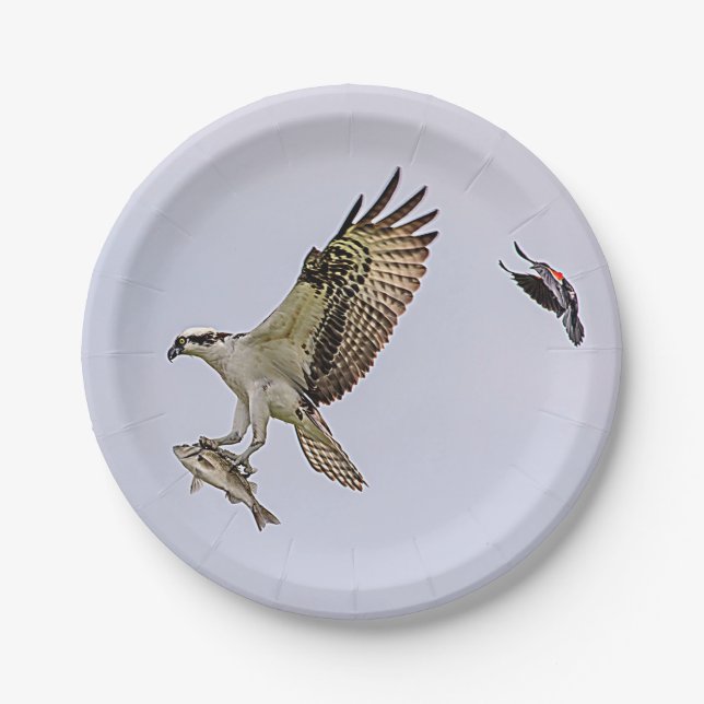 Plato De Papel Osprey que es perseguido por un mirlo de alas (Anverso)