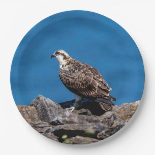 Plato De Papel Osprey sobre las rocas