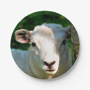 PLATO DE PAPEL OVEJAS CORTAS