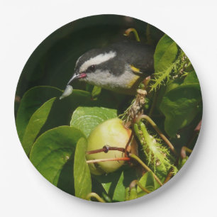 Plato De Papel Pájaro Mielero Comiendo Fotografía Tropical