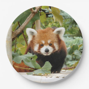 Plato De Papel Panda rojo