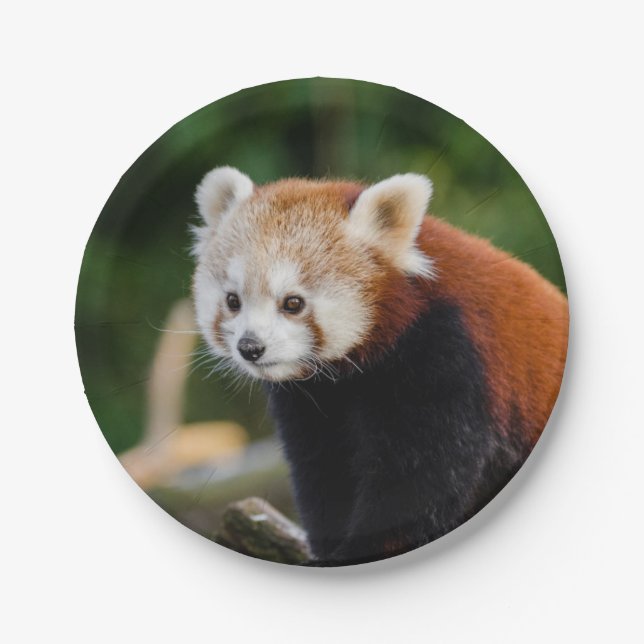 Plato De Papel Panda Rojo (Anverso)