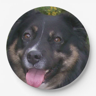 Plato De Papel pastor australiano black tri