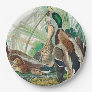Plato De Papel Pato Mallard de Aves de América (Audubon)